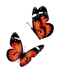 two orange and black butterflies on a white background