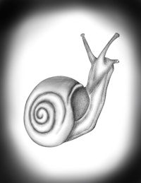 a drawing of a snail on a black background