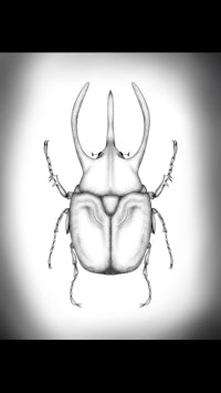 a black and white drawing of a beetle