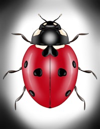 a ladybug with black spots on a white background