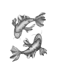 two koi fish on a white background